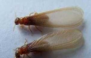 飞蚁属于白蚁吗，为什么会自己断翅膀