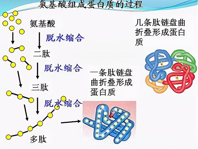为什么牛吃草却还能长一身肌肉（为什么牛光是吃草）(3)