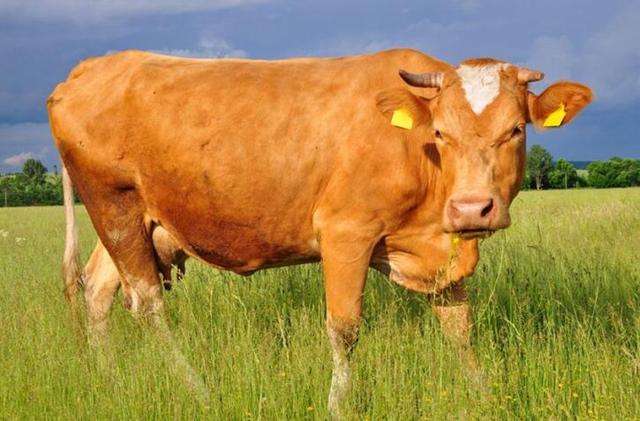 为什么牛吃草却还能长一身肌肉（为什么牛光是吃草）(7)