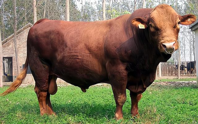 为什么牛吃草却还能长一身肌肉（为什么牛光是吃草）(2)