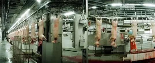 烤1000斤牛（从烤活牛到烤活人）(3)