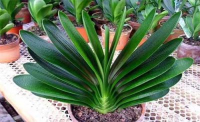 ​君子兰的养殖方法和注意事项