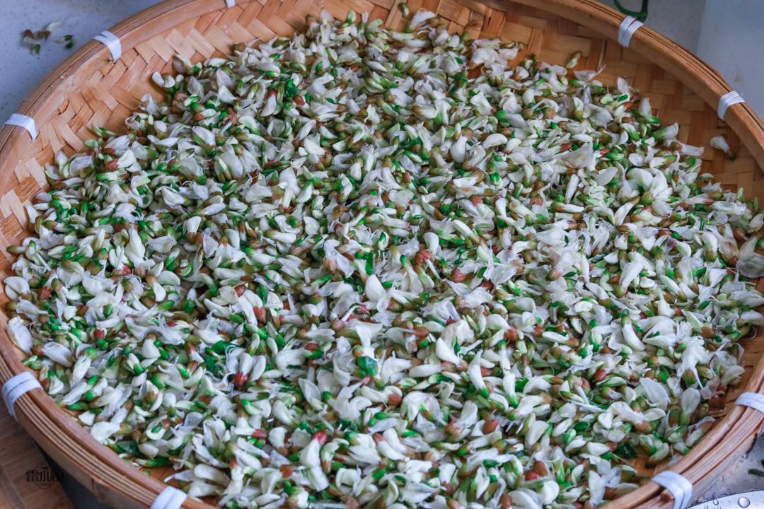 槐花怎么晒干保存(槐花可以直接晒干吗)