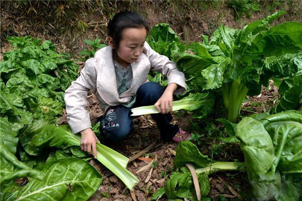 农村的“猪婆菜”，本是农民喂猪的，如今摇身一变成了绿色食品