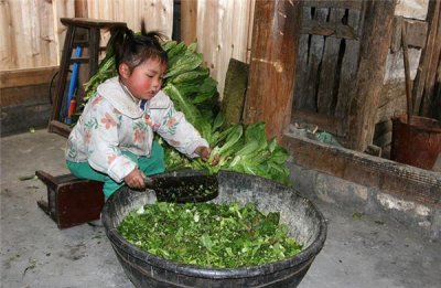 ​农村的“猪婆菜”，本是农民喂猪的，如今摇身一变成了绿色食品