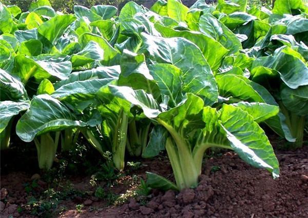 农村的“猪婆菜”，本是农民喂猪的，如今摇身一变成了绿色食品