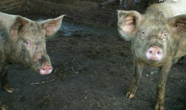 农村的“猪婆菜”，本是农民喂猪的，如今摇身一变成了绿色食品