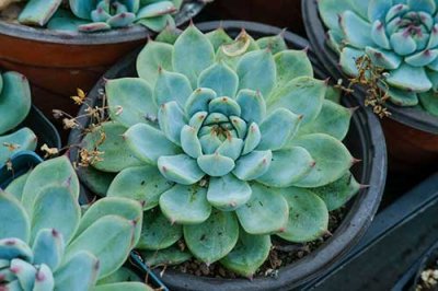 ​多肉植物夏天怎么养护，5个夏季养护多肉的技巧