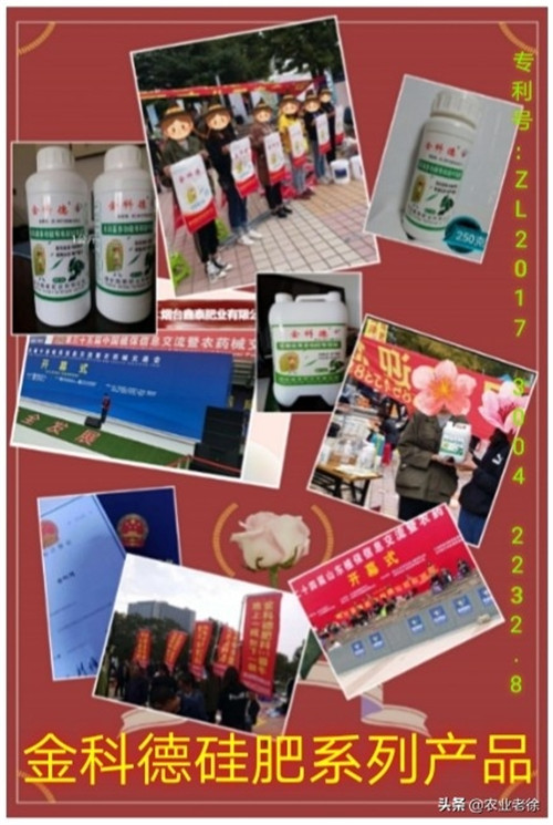 西红柿什么时候种植好(西红柿种植技术)