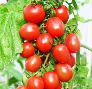西红柿什么时候种植好(西红柿种植技术)