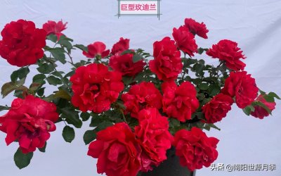 ​零下30度月季花能活吗（东北室外耐寒零下30度的花卉）