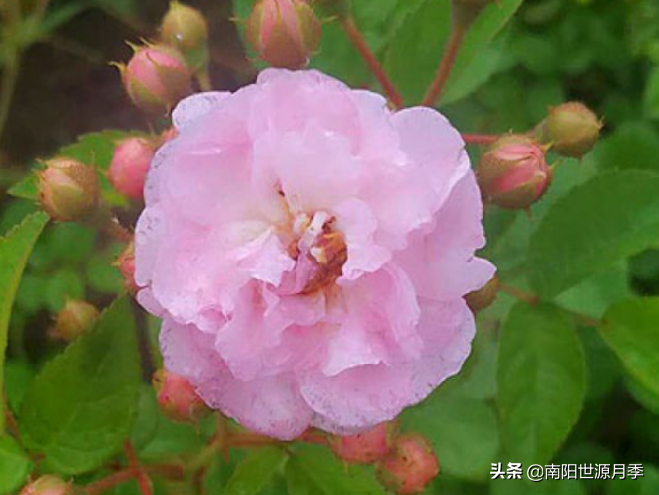 零下30度月季花能活吗(东北室外耐寒零下30度的花卉)(图5) 零下30度月季花能活吗(东北室外耐寒零下30度的花卉)(图5)