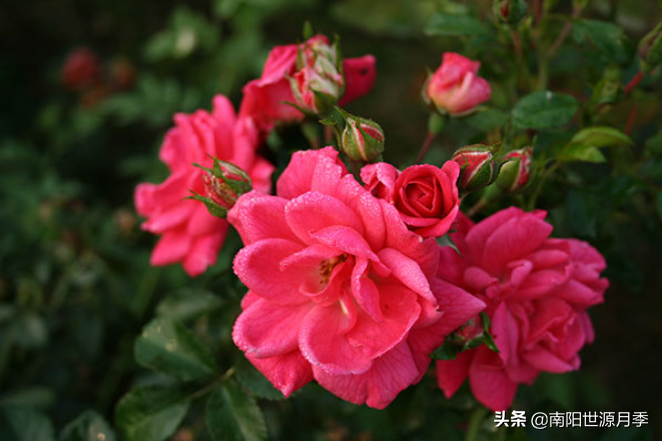 零下30度月季花能活吗(东北室外耐寒零下30度的花卉)(图2) 零下30度月季花能活吗(东北室外耐寒零下30度的花卉)(图2)