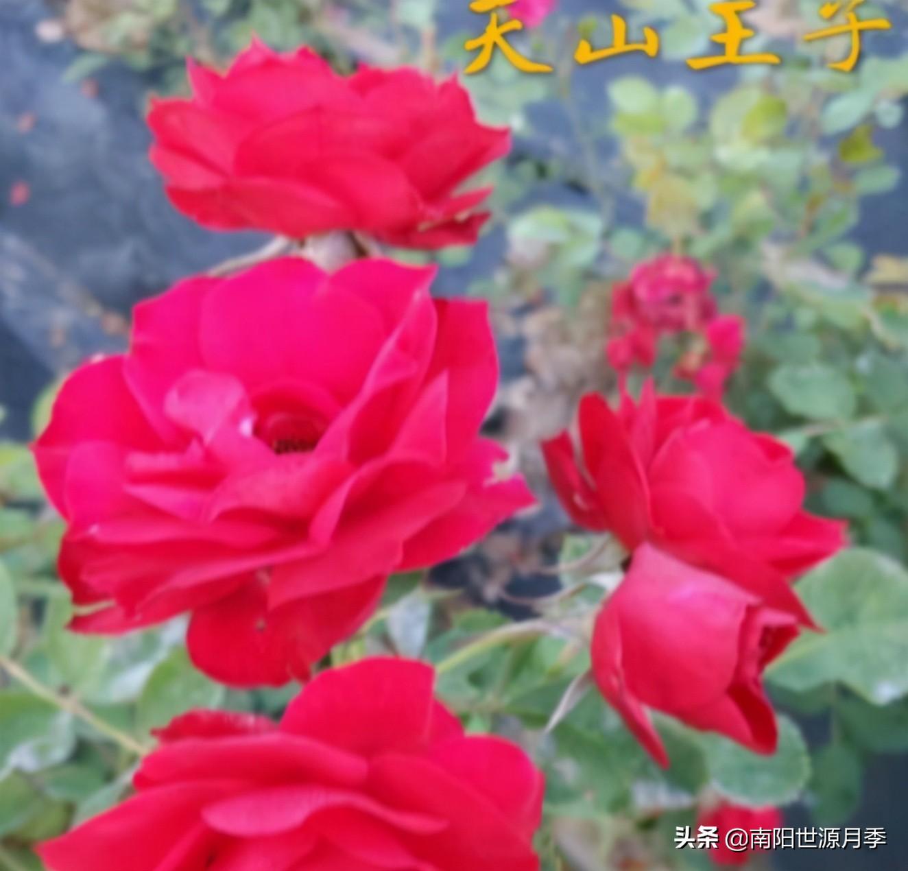 零下30度月季花能活吗(东北室外耐寒零下30度的花卉)(图10) 零下30度月季花能活吗(东北室外耐寒零下30度的花卉)(图10)