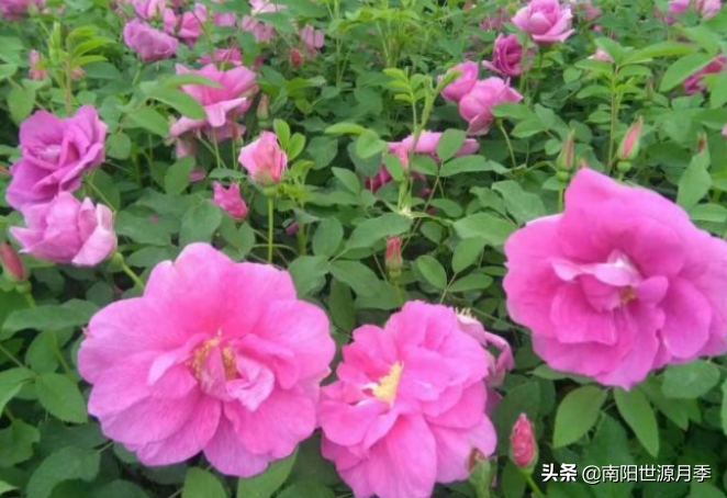 零下30度月季花能活吗(东北室外耐寒零下30度的花卉)(图6) 零下30度月季花能活吗(东北室外耐寒零下30度的花卉)(图6)