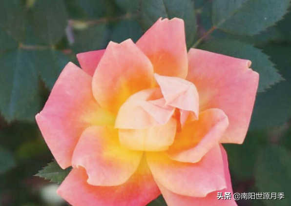 零下30度月季花能活吗(东北室外耐寒零下30度的花卉)(图12) 零下30度月季花能活吗(东北室外耐寒零下30度的花卉)(图12)