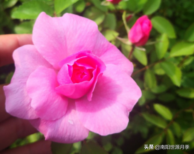 零下30度月季花能活吗(东北室外耐寒零下30度的花卉)(图7) 零下30度月季花能活吗(东北室外耐寒零下30度的花卉)(图7)