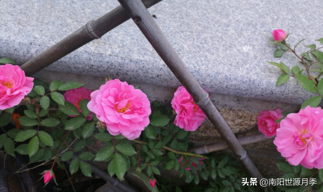 零下30度月季花能活吗(东北室外耐寒零下30度的花卉)(图4) 零下30度月季花能活吗(东北室外耐寒零下30度的花卉)(图4)