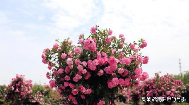 零下30度月季花能活吗(东北室外耐寒零下30度的花卉)(图8) 零下30度月季花能活吗(东北室外耐寒零下30度的花卉)(图8)