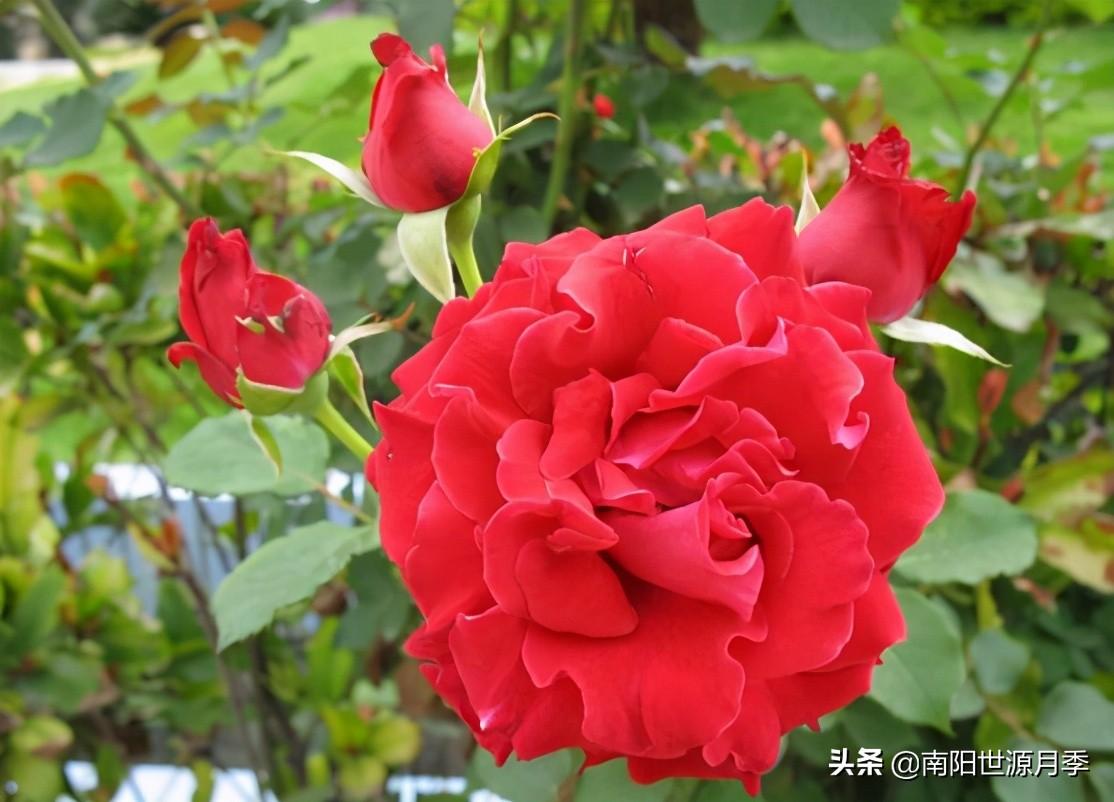 零下30度月季花能活吗(东北室外耐寒零下30度的花卉)(图3) 零下30度月季花能活吗(东北室外耐寒零下30度的花卉)(图3)