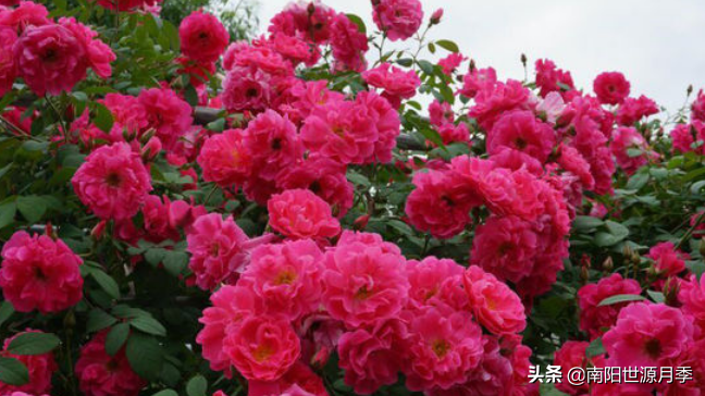 零下30度月季花能活吗(东北室外耐寒零下30度的花卉)(图9) 零下30度月季花能活吗(东北室外耐寒零下30度的花卉)(图9)