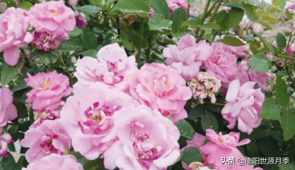 零下30度月季花能活吗(东北室外耐寒零下30度的花卉)(图11) 零下30度月季花能活吗(东北室外耐寒零下30度的花卉)(图11)