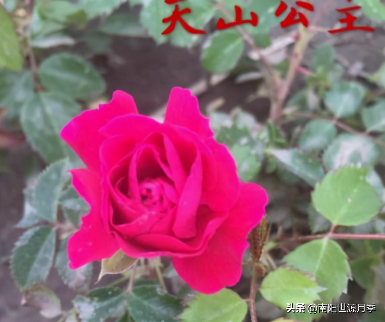 零下30度月季花能活吗(东北室外耐寒零下30度的花卉)(图13) 零下30度月季花能活吗(东北室外耐寒零下30度的花卉)(图13)