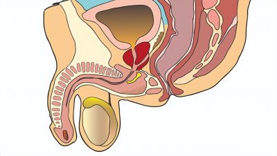 ​包皮垢多该怎么办？有什么危害？该怎么清洗和预防