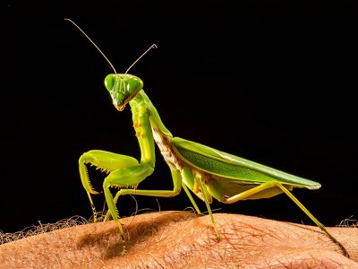 ​母螳螂吃老公（螳螂为什么要吃掉自己的配偶）