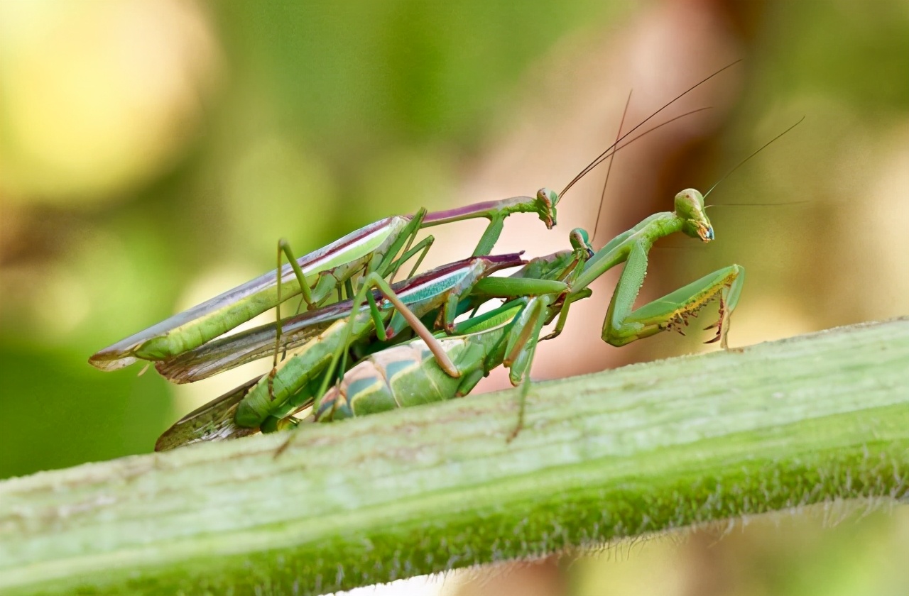 母螳螂吃老公(螳螂为什么要吃掉自己的配偶)(图7) 母螳螂吃老公(螳螂为什么要吃掉自己的配偶)(图7)