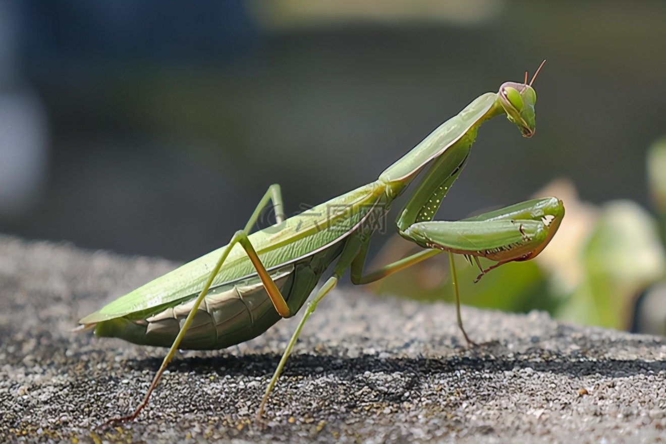 母螳螂吃老公(螳螂为什么要吃掉自己的配偶)(图6) 母螳螂吃老公(螳螂为什么要吃掉自己的配偶)(图6)