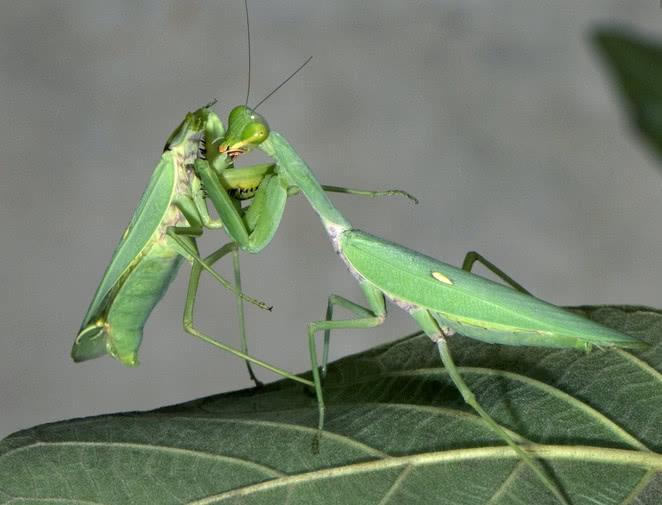 母螳螂吃老公(螳螂为什么要吃掉自己的配偶)(图4) 母螳螂吃老公(螳螂为什么要吃掉自己的配偶)(图4)