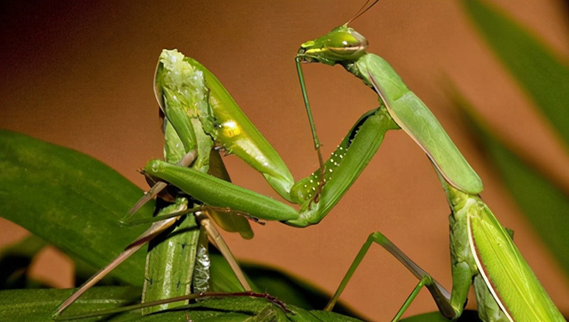 母螳螂吃老公(螳螂为什么要吃掉自己的配偶)(图5) 母螳螂吃老公(螳螂为什么要吃掉自己的配偶)(图5)