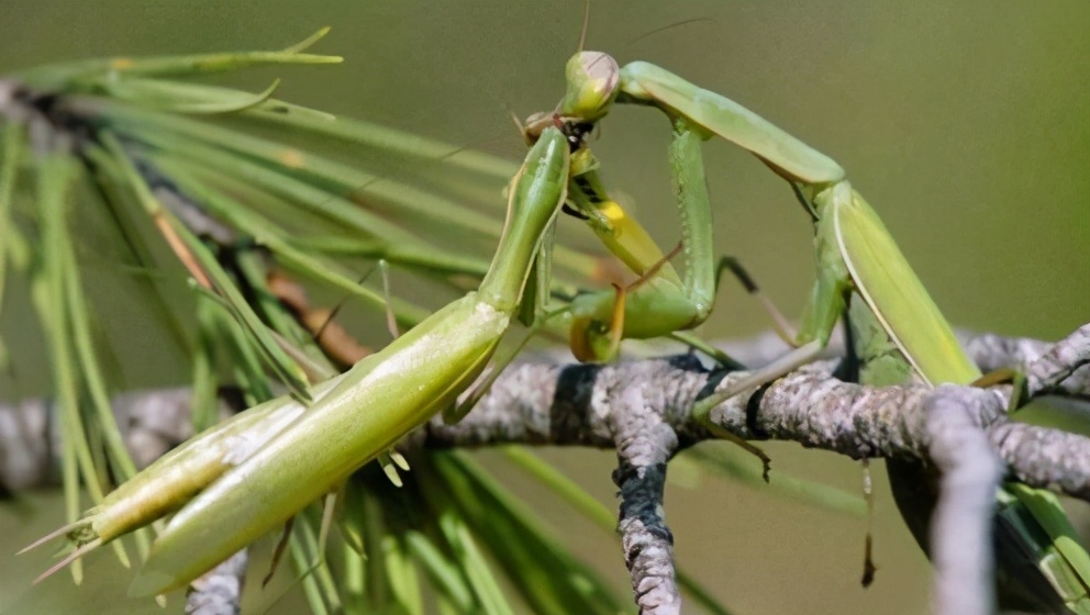 母螳螂吃老公(螳螂为什么要吃掉自己的配偶)(图8) 母螳螂吃老公(螳螂为什么要吃掉自己的配偶)(图8)