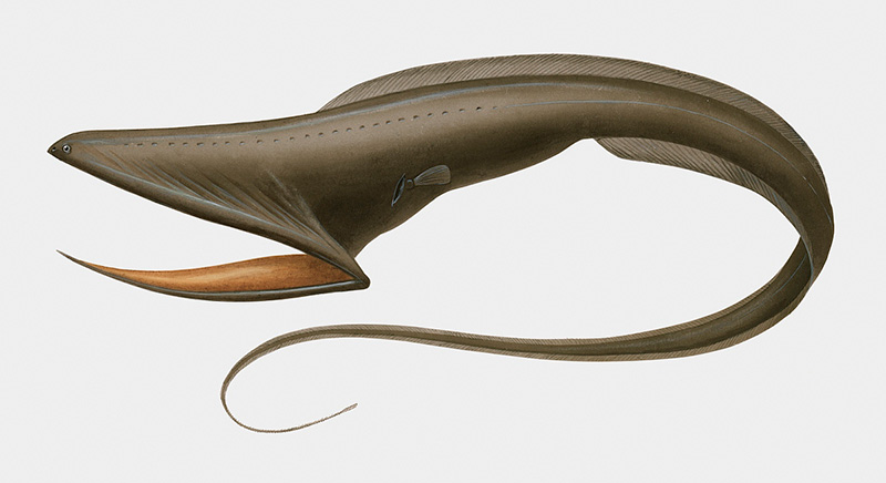 母螳螂吃老公(螳螂为什么要吃掉自己的配偶)(图3) 母螳螂吃老公(螳螂为什么要吃掉自己的配偶)(图3)