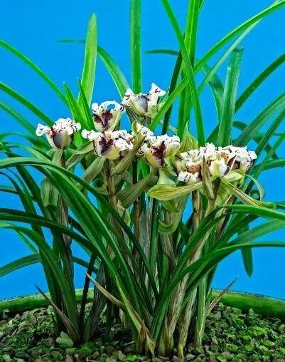 贵州兴义兰花品种分布(全国著名的兰花产地)(6)