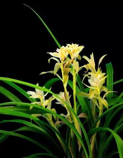 贵州兴义兰花品种分布(全国著名的兰花产地)(7)