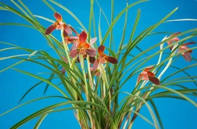 贵州兴义兰花品种分布(全国著名的兰花产地)(5)