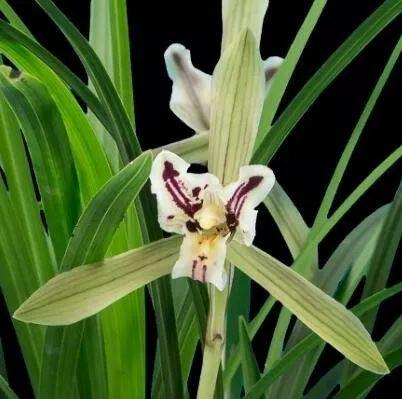 贵州兴义兰花品种分布(全国著名的兰花产地)(3)