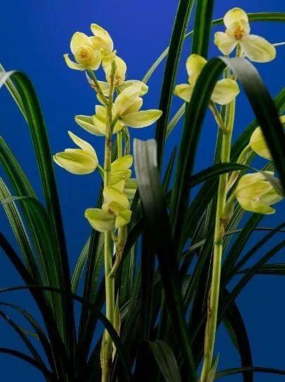 贵州兴义兰花品种分布(全国著名的兰花产地)(4)