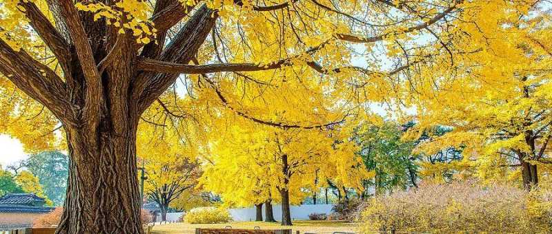 银杏果的正确吃法(如何科学食用银杏果?) 银杏果的正确吃法(如何科学食用银杏果?)