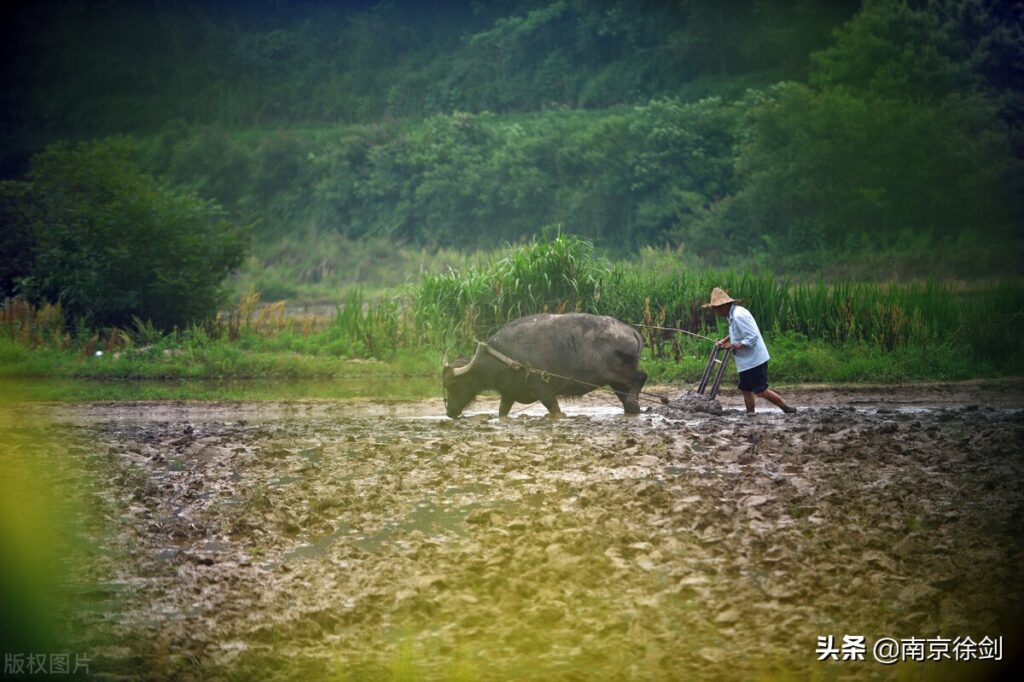 洗脚上田什么意思_洗脚上田实施的方式 洗脚上田什么意思_洗脚上田实施的方式