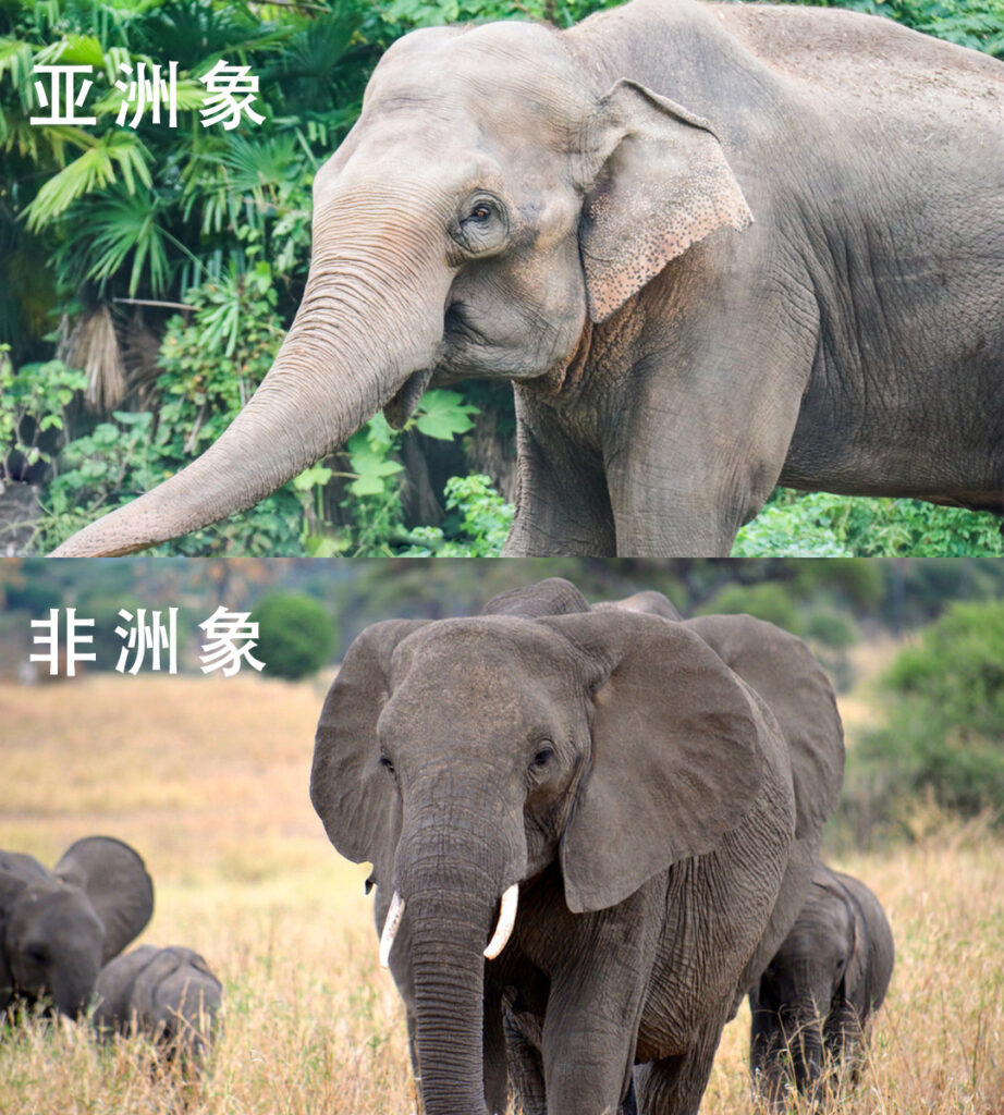 头象是雌象还是雄象_为什么象群的首领都是雌性的 头象是雌象还是雄象_为什么象群的首领都是雌性的