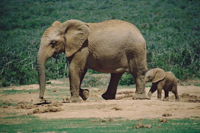 ​头象是雌象还是雄象_为什么象群的首领都是雌性的
