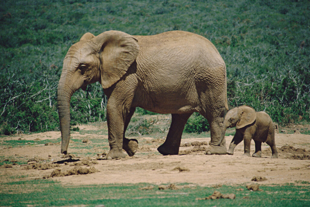 头象是雌象还是雄象_为什么象群的首领都是雌性的 头象是雌象还是雄象_为什么象群的首领都是雌性的