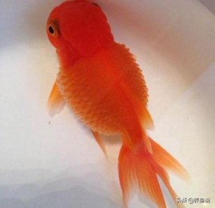 ​鱼肚子鼓胀怎么急救（导致鱼肚子鼓胀的原因有哪些）