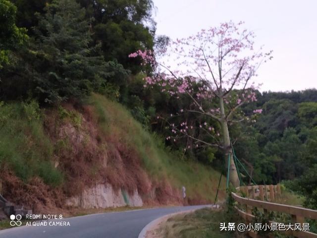 深圳羊台山全景(深圳羊台山风景如画)(6)