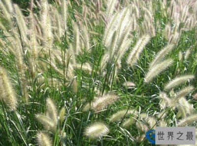 ​非洲最奇特的植物——只会低头的尖毛草