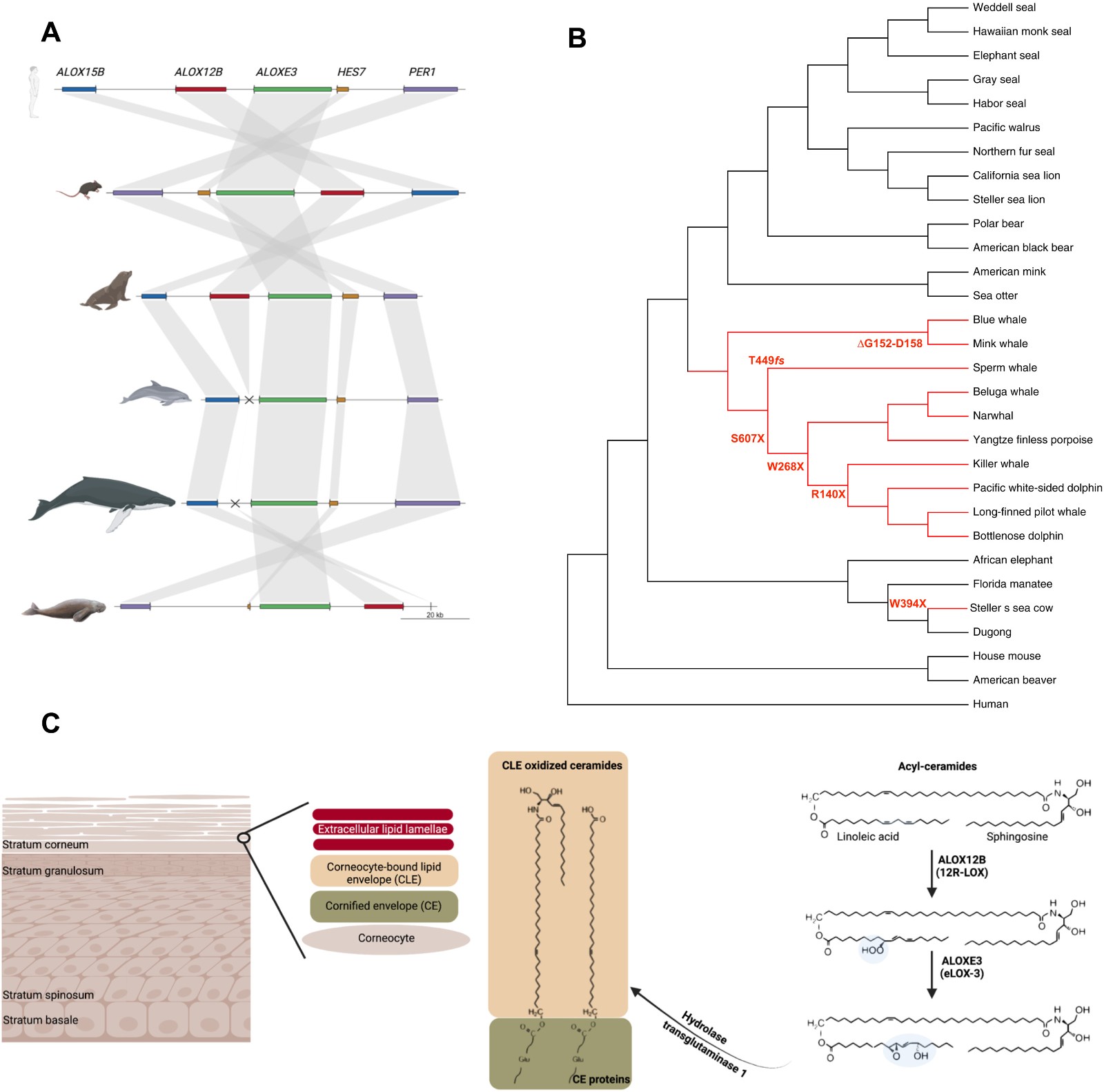 冰河时代“巨人”斯特拉海牛的基因组解码
