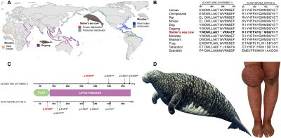 ​冰河时代“巨人”斯特拉海牛的基因组解码